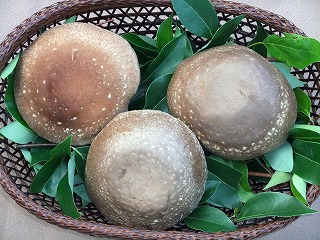 キノコの菌床栽培