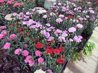 花苗