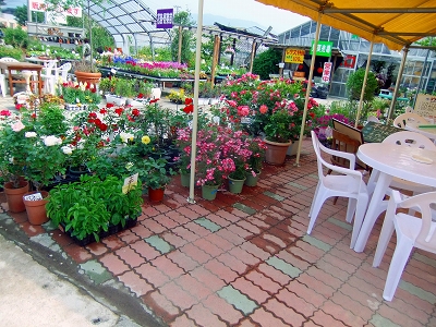 農園カフェからの花売り場