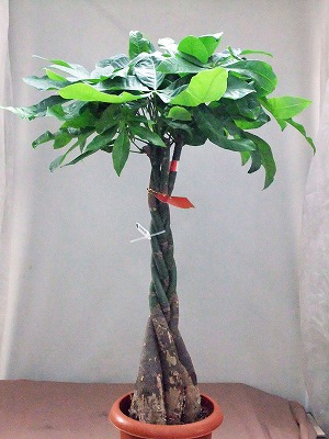 パキラ
