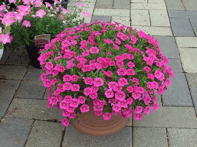 鉢花