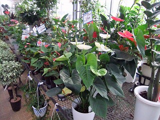 観葉植物