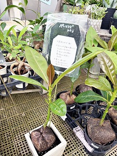 画像の説明