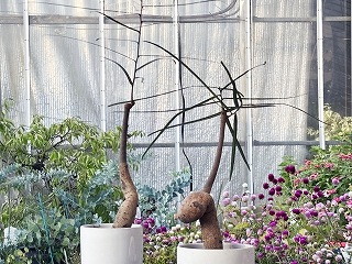 画像の説明