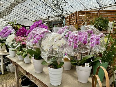 画像の説明 画像の説明