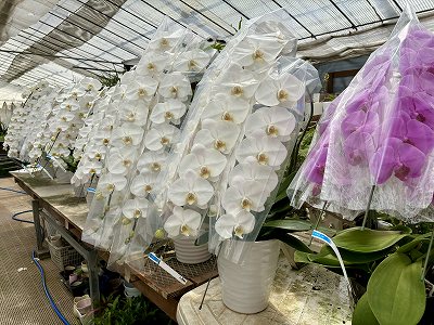 画像の説明 画像の説明