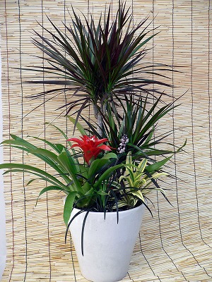 寄せ植え