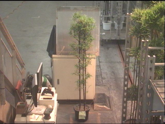 クロ竹 クロ竹