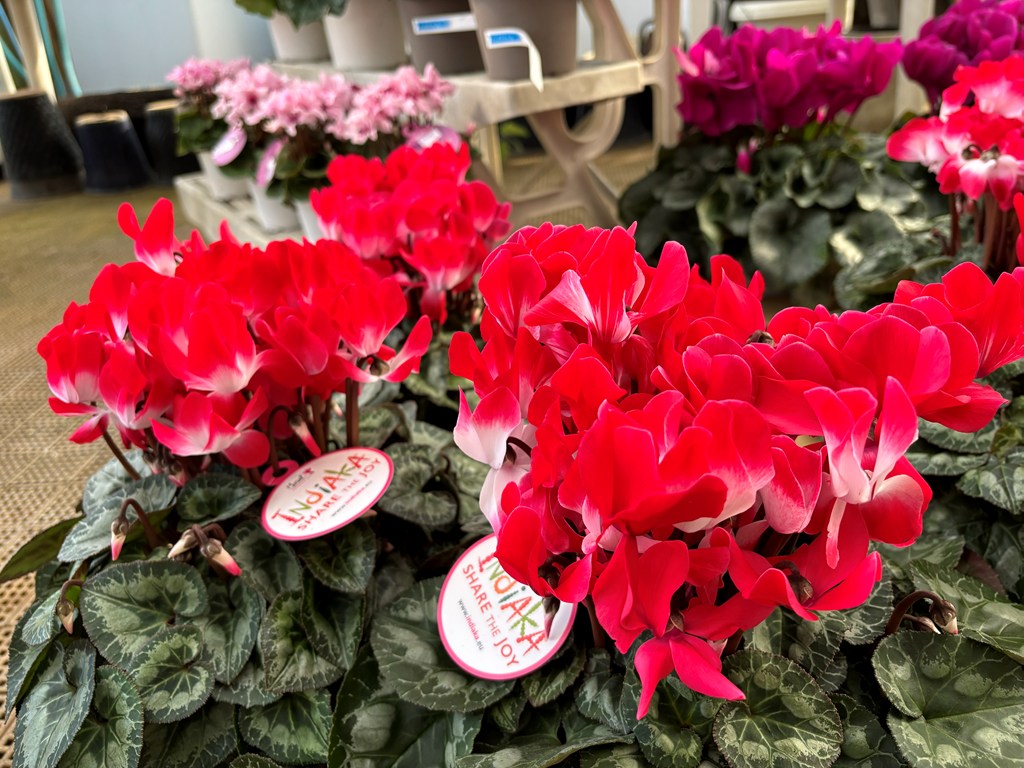 画像の説明 画像の説明