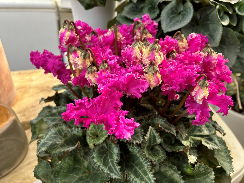 画像の説明 画像の説明