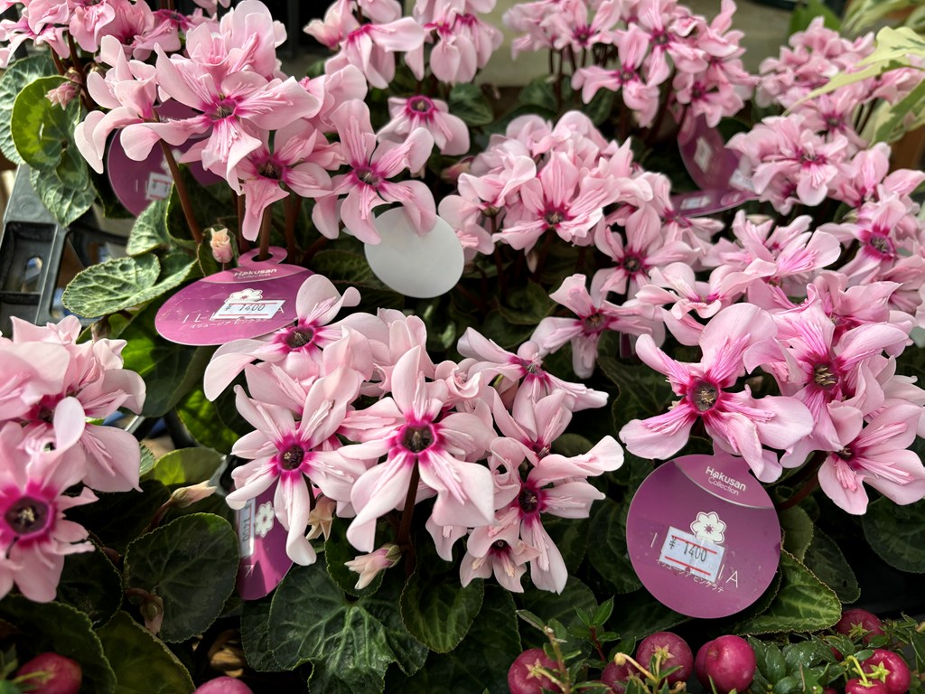 画像の説明 画像の説明