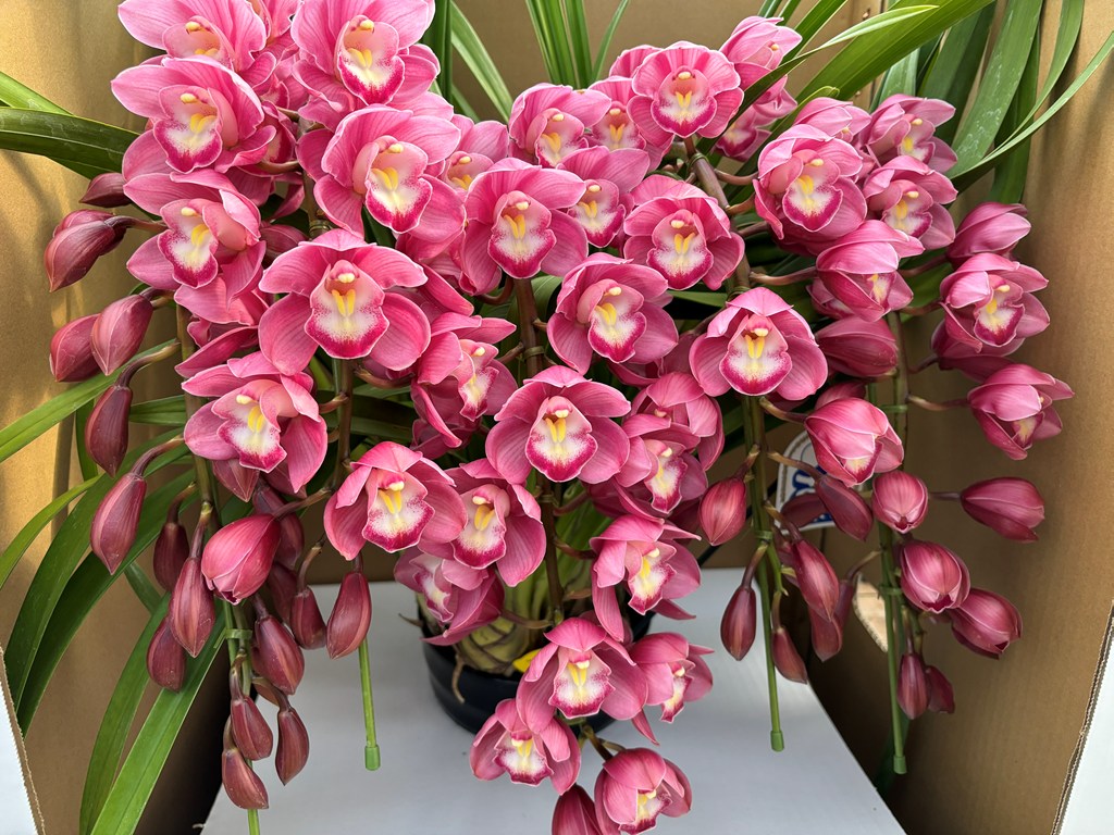 画像の説明 画像の説明