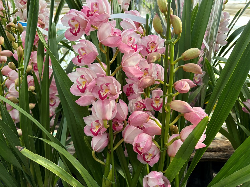 画像の説明 画像の説明