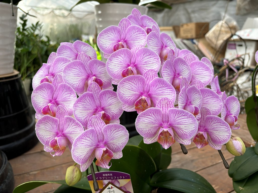 画像の説明 画像の説明