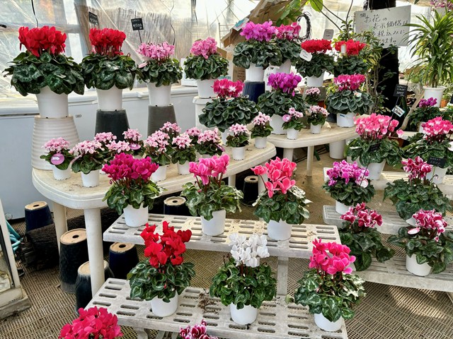 画像の説明 画像の説明