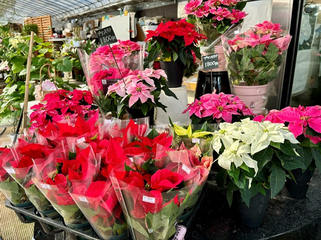 画像の説明 画像の説明