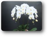 白3本